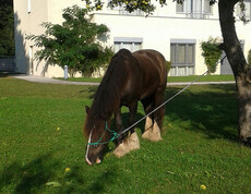 Pferd Lorenz fühlt sich wohl bei seinem Besuch im Rosengarten des Haus St. Bernadette