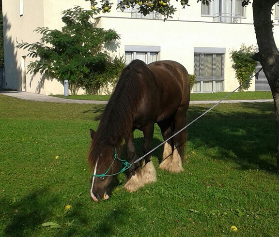 Pferd Lorenz fühlt sich wohl bei seinem Besuch im Rosengarten des Haus St. Bernadette