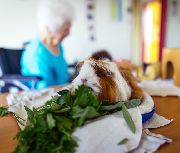 Auf einem Tisch sitzt ein Meerschweinchen und isst Grünzeug. 