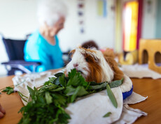 Auf einem Tisch sitzt ein Meerschweinchen und isst Grünzeug. 