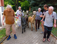 Bewoher*innen und Betreuer*innen des Haus Elisabeth sind mit Alpakas zusehen. Sie machen einen Spaziergang mit die Tiere und man sieht einen Gehweg und Wiese