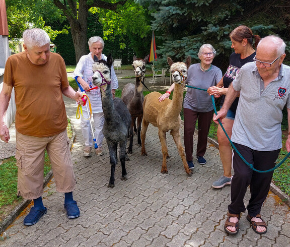 Bewoher*innen und Betreuer*innen des Haus Elisabeth sind mit Alpakas zusehen. Sie machen einen Spaziergang mit die Tiere und man sieht einen Gehweg und Wiese