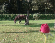 Pferd Lorenz fühlt sich wohl bei seinem Besuch im Rosengarten des Haus St. Bernadette