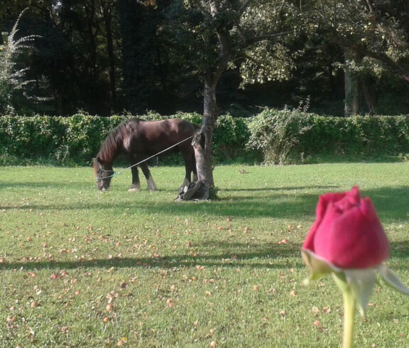 Pferd Lorenz fühlt sich wohl bei seinem Besuch im Rosengarten des Haus St. Bernadette