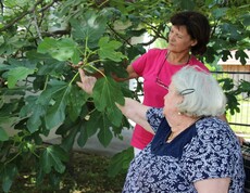 Eine Bewohnerin und Mitarbeiterin im Garten beim Feigebaum Caritas Haus St. Nikolaus in Neusiedl am See