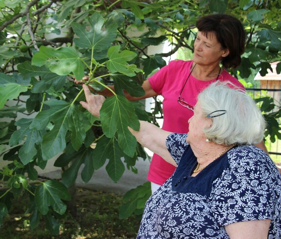 Eine Bewohnerin und Mitarbeiterin im Garten beim Feigebaum Caritas Haus St. Nikolaus in Neusiedl am See