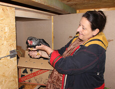 Gefiederte Bewohner im Haus St. Leopold