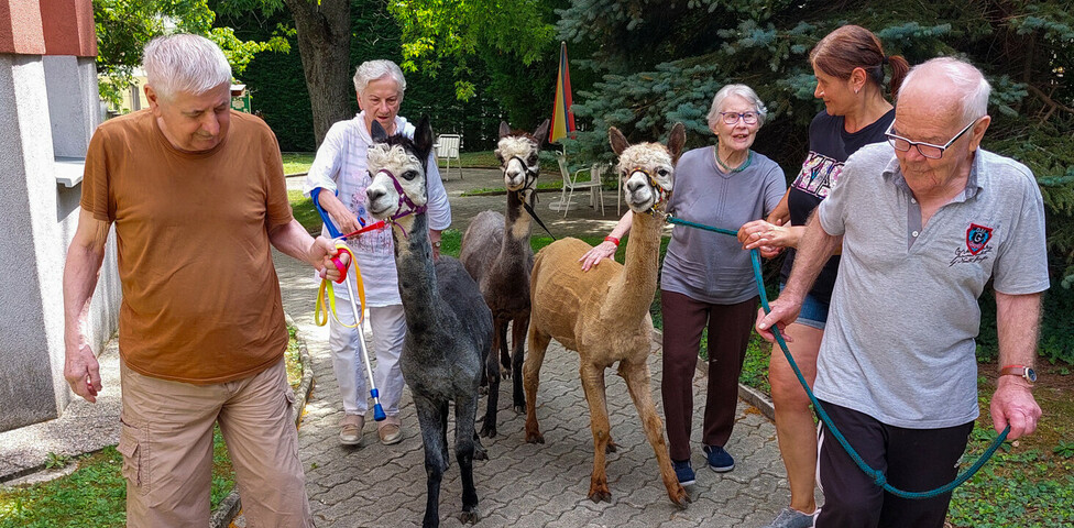 Bewoher*innen und Betreuer*innen des Haus Elisabeth sind mit Alpakas zusehen. Sie machen einen Spaziergang mit die Tiere und man sieht einen Gehweg und Wiese