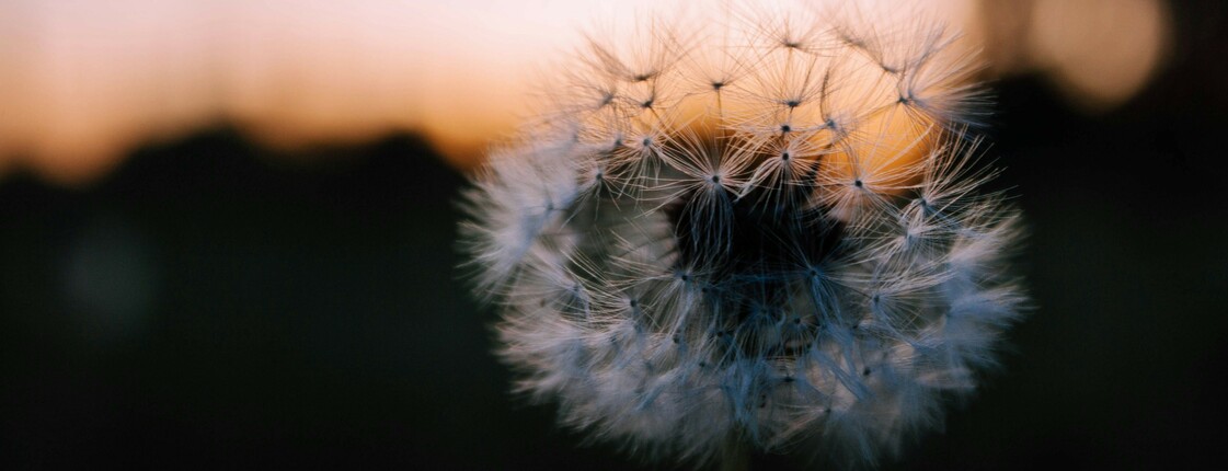 Eine Pusteblume ist zu sehen, im Hintergrund der Sonnenuntergang.